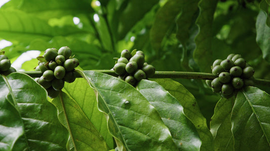 Von Arabica bis Robusta: Welche Bohne passt wirklich zu dir?
